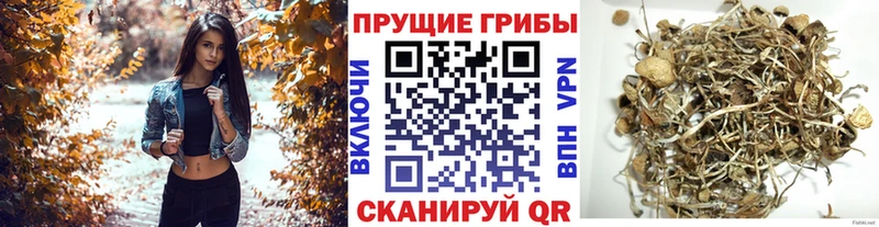 Галлюциногенные грибы мицелий  блэк спрут маркетплейс  Ставрополь 